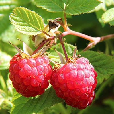 Weißbierbowle Himbeeren